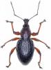 Otiorhynchus sellae